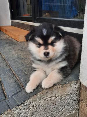 images/J-Wurf/Joy Fleming/Joy-Fleming-6.jpg